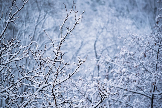 雪の自然なヴィンテージ冬の背景季節の天気の概念の下で木の枝