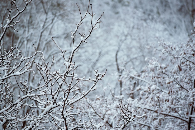 雪の自然なヴィンテージ冬の背景季節の天気の概念の下で木の枝