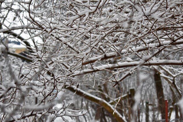 Tree branches in the snow in winter in the park