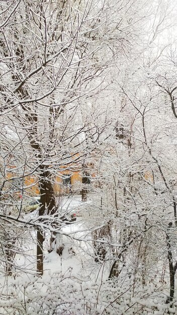 Rami degli alberi nella neve in inverno