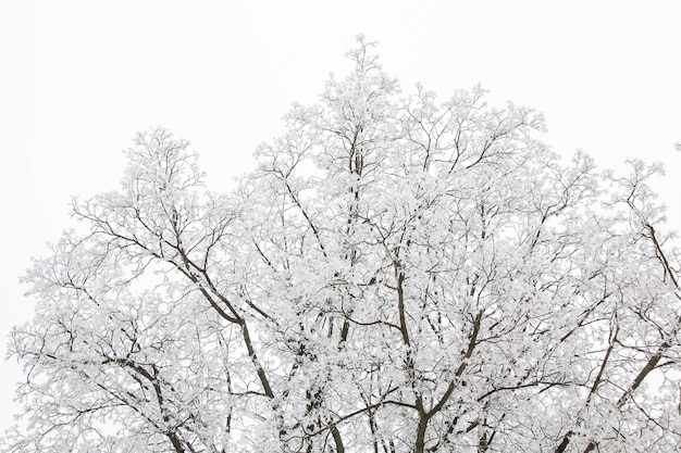 Tree branches on a snowy day in the winter forest