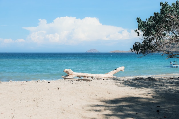 Tree branches stranded on the white sandy beach