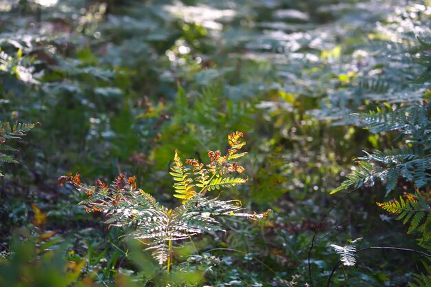 Tree branches in sunlight in summer forest. Light and shadows. Summer nature details.