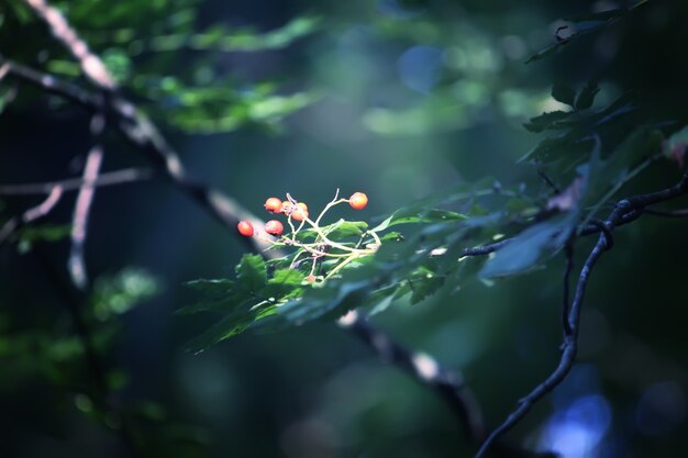 夏の森の日光の下で木の枝。光と影。夏の自然の詳細。