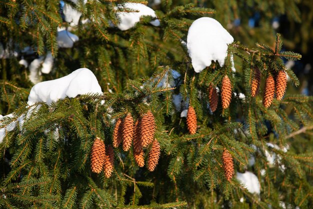 Foto rami degli alberi in una soleggiata giornata invernale