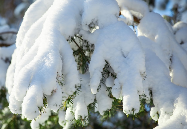 tree branches on a sunny winter day