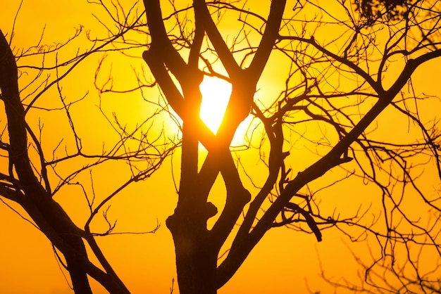 Tree branches through sunset sun