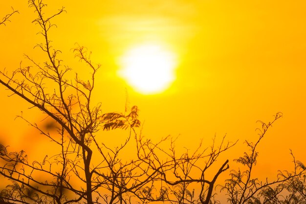 Photo tree branches through sunset sun