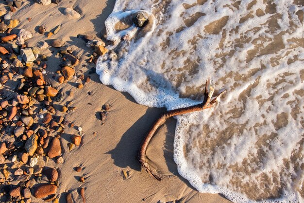 Tree branches washed ashore on a pebbles beach at Las Flores Maldonado Uruguay