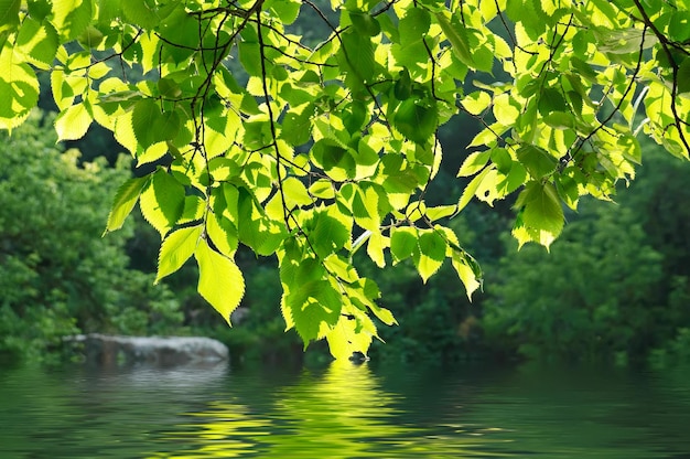 Tree branches and water