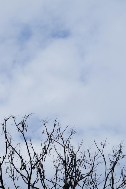 tree branches on a white cloud background