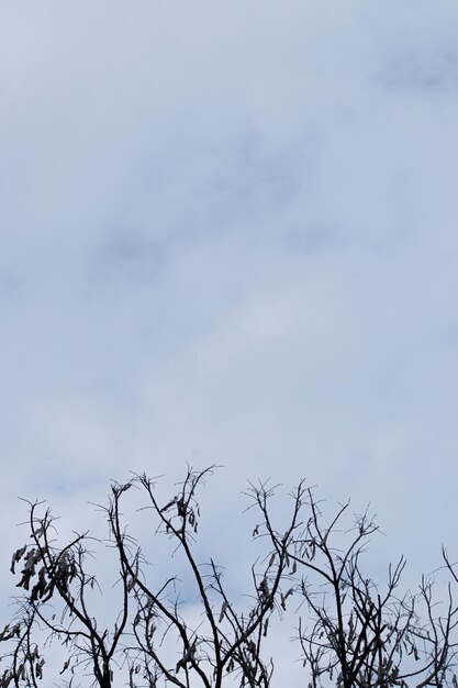 tree branches on a white cloud background