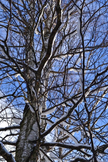 青い空の背景にある雪の下の冬の木の枝