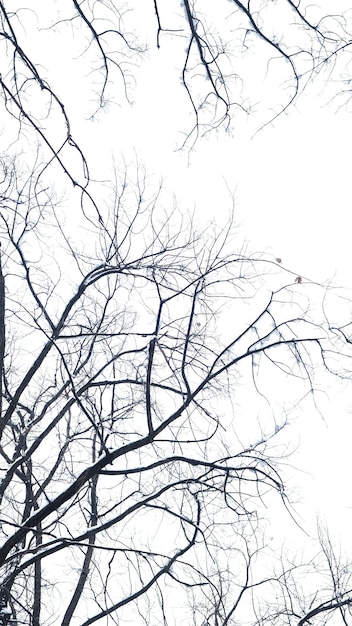 tree branches in winter