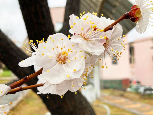 美しい小さな花アプリコットの木の木の枝素晴らしい春の花アプリコットの花