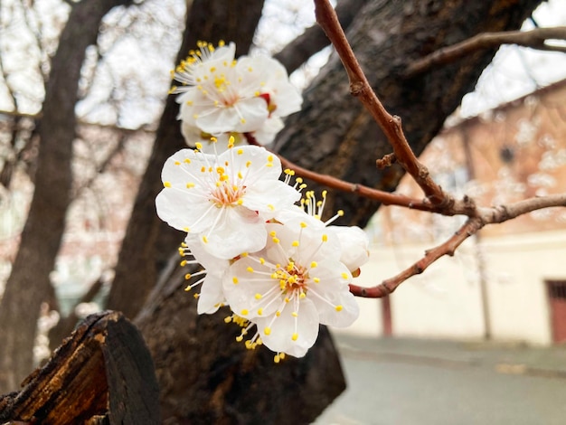 美しい小さな花アプリコットの木の木の枝素晴らしい春の花アプリコットの花