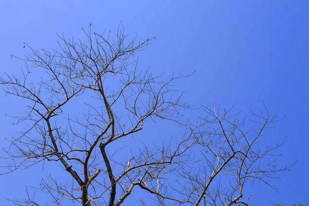 Foto rami degli alberi con il cielo blu