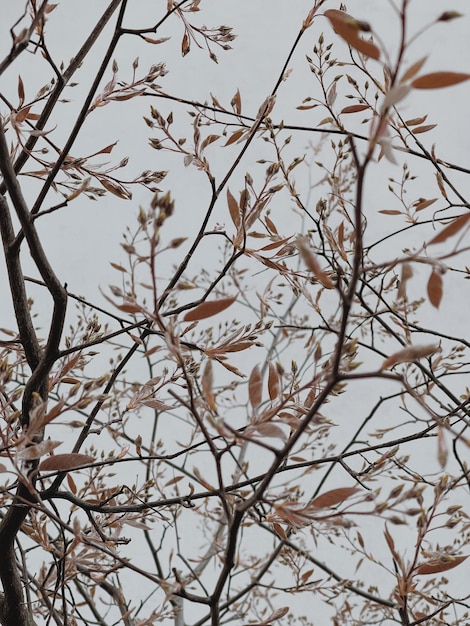 Foto rami d'albero con foglie secche sfondo estetico della natura