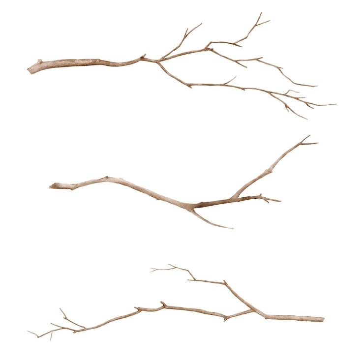 Photo tree branches with graceful twigs in a set watercolor digital illustration brown old and dry branche