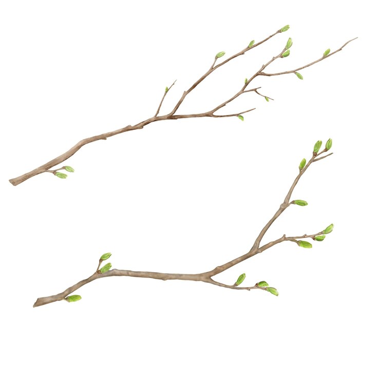Photo tree branches with green spring buds in set watercolor digital illustration young tree branches