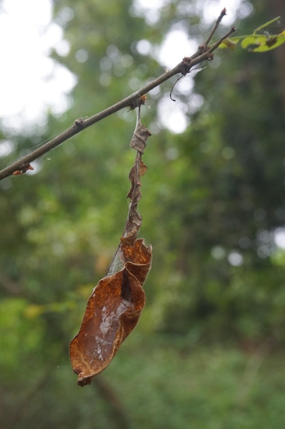 tree branches with leaves