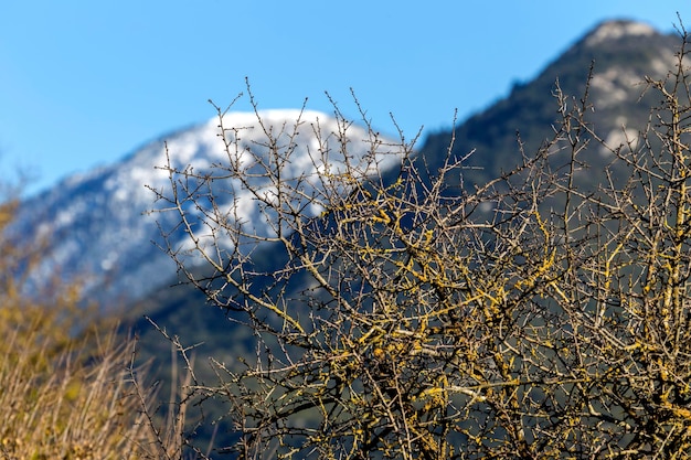 Tree branches with lichen on a background of snowcovered mountains in the winter cold evening greece