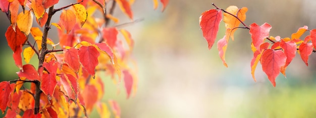 Tree branches with red and orange leaves in autumn in sunny weather