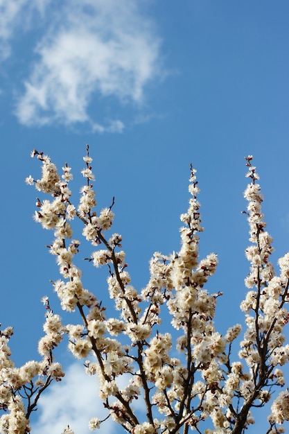 Tree branches with spring blossoms on bright blue sky background vertical.