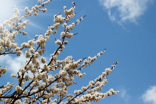 Tree branches with spring blossoms on bright blue sky background.