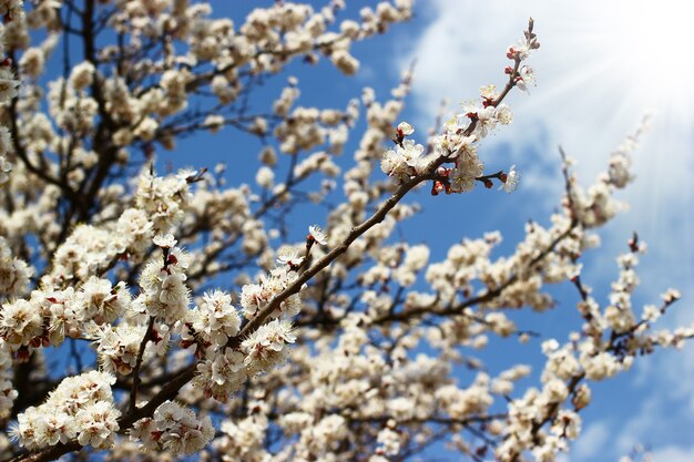 明るい青空と雲の背景に春の花と木の枝。