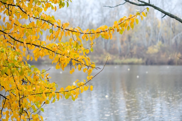 Tree branches with yellow leaves at the coast of the river or lake The air is foggy Very bright autumn foliage