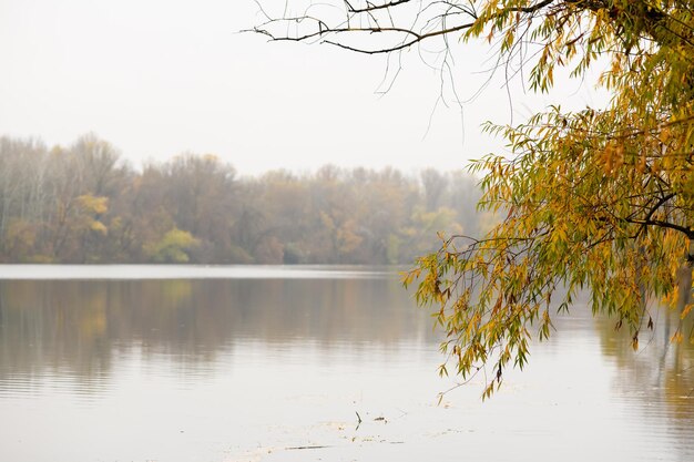 Tree branches with yellow leaves at coast of river