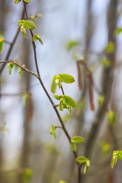 Tree branches with young green leaves