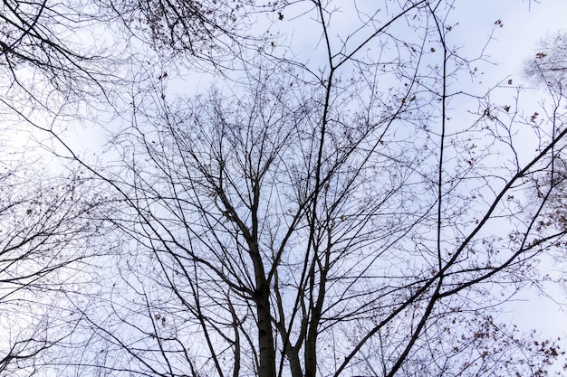 Tree Branches without Leaves