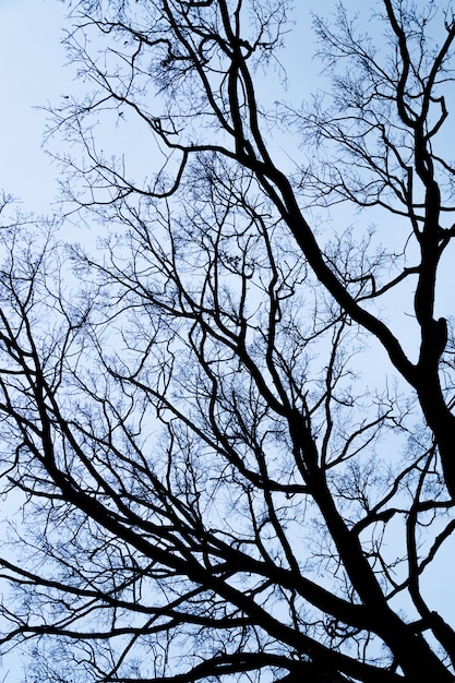 Tree branches without leaves