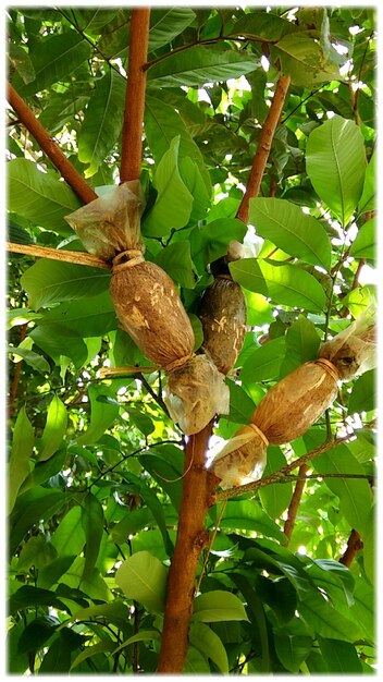 Tree branches wrapped in plastic