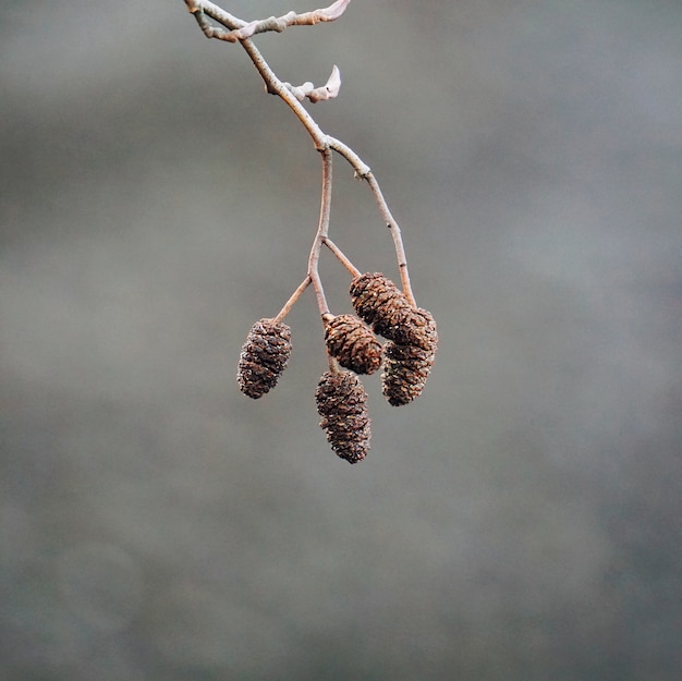 tree branches