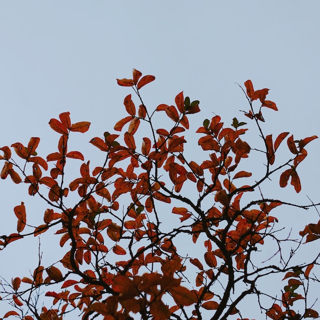                        tree branches          