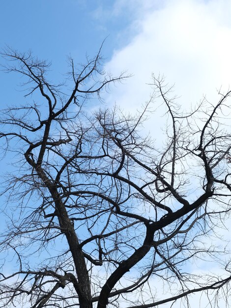 Photo tree branches