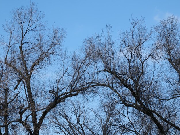 Photo tree branches