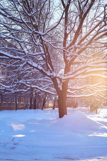 Foto albero nei raggi luminosi del sole