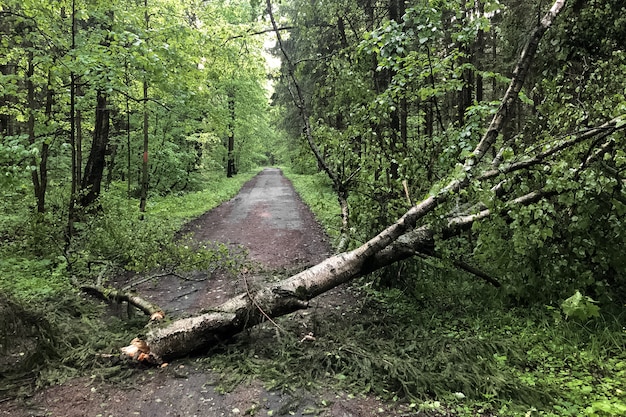 L'albero rotto durante un forte temporale blocca il percorso sulla strada nel parco