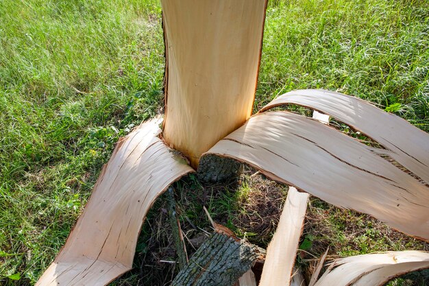 A tree broken during storms and hurricanes