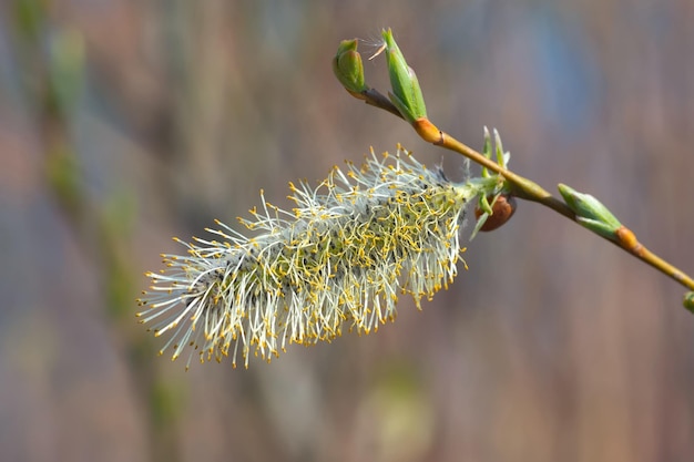 Tree bud close up Springtime