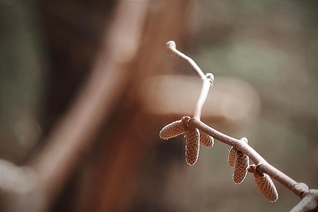 写真 枝の木の芽