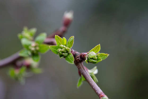 Tree buds in spring Young large buds on branches against blurred background under the bright sun Beautiful Fresh spring Natural background Sunny day View close up Few buds for spring theme