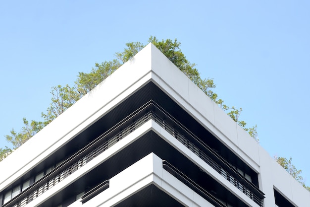 Tree on building