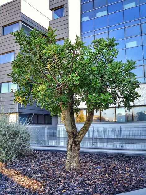 Tree and buildings in city