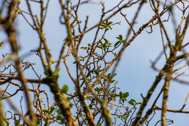 Tree and bush foliage texture