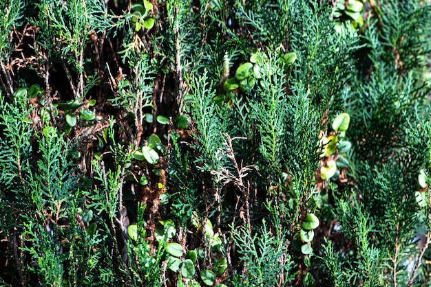 Tree and bush foliage texture